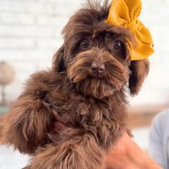 Hermoine - Brown female Double Doodle puppy in Lehi, Utah from Our Little Farm Life Doodles