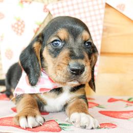 Boone - Black tan and white male Basset Hound puppy in Antlers, Oklahoma from Rocking H