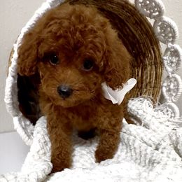 Cinnamon (Toy Poodle) - Red female Maltipoo puppy in Spring, Texas from GlamPaw Maltipoos