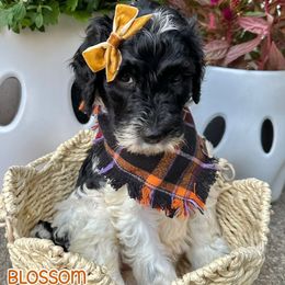 Blossom - Black and white female Sheepadoodle puppy in Cambridge, Ohio from Sweet Creek Pups