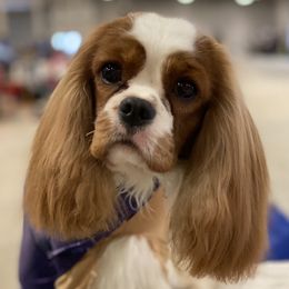Chloe - Cavalier King Charles Spaniel