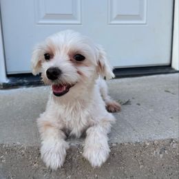 Mia - Maltese