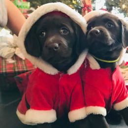 Labrador Retriever Puppies from Choice Chocolate Labs