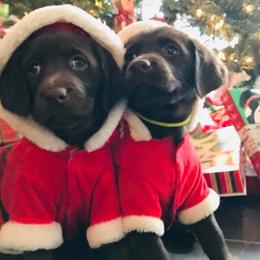 Labrador Retriever Puppies from Choice Chocolate Labs