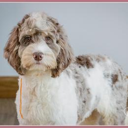 Steve - Merle male Cockapoo puppy in Connersville, Indiana from Deaz Doodle Ranch