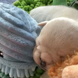 Boy1 - White male Bulldog puppy in Tierra Verde, Florida from Destiny Kennel