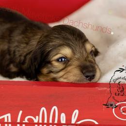 Shaded cream boy - Cream male Dachshund puppy in Seminary, Mississippi from Down South Mavericks Dachshunds
