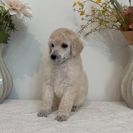 Arizona - White female Poodle puppy in Roseville, California from Aura & Luxe Poodles