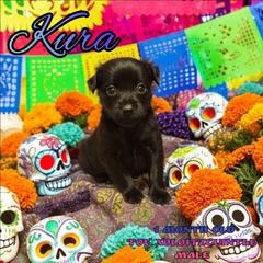 Kura (coated M) - Slate male Xoloitzcuintli puppy in Atwater, California from Cen Cal Xoloitzcuintle