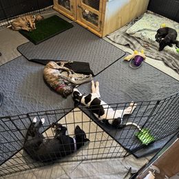 Greyhound Puppies from ARK Kennels