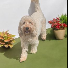 Sasha - Goldendoodle