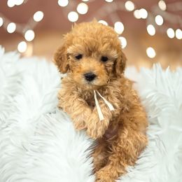 Boy - White - Cream male Goldendoodle puppy in Caldwell, Idaho from Idaho Mini Doodles