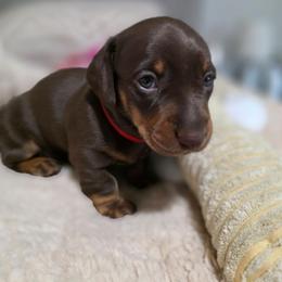 'Red' - Chocolate and tan male Dachshund puppy in Sioux Falls, South Dakota from Little Blessings Doxies