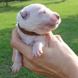Light Brown - White male German Shepherd puppy in Bexar County, Texas from Scenic Creek German Shepherds and White Swiss Shepherds