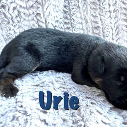 Urie - Black and red male German Shepherd puppy in Graham, Washington from Wildeflecken Shepherds
