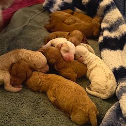 Goldendoodle puppies from Kid's Best Doodle