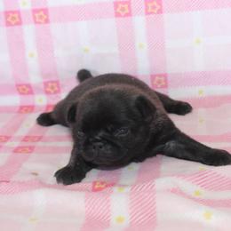 Debbie - Brindle female Pug puppy in Tuscola, Illinois from Dream on puppies