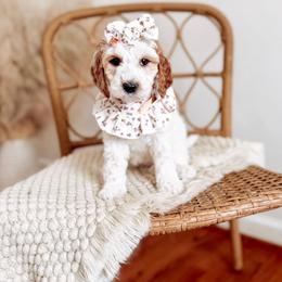 Sunny - Parti female Goldendoodle puppy in Chesapeake, Virginia from Buck's Pups