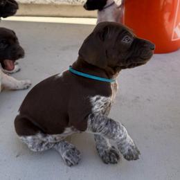 Teal girl - Liver and white female German Shorthaired Pointer puppy in Roseville, California from Valley Pointers