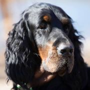 Gordon Setters from Whistler's Farm NC