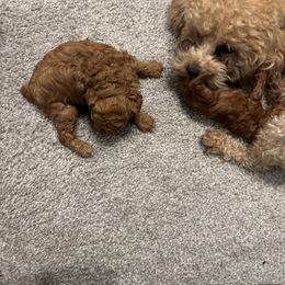 Poodle Puppies from Johnson Ventures