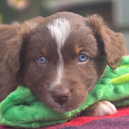 Bay - Red tri-color female Australian Shepherd puppy in Cottage Grove, Oregon from Farmstead Aussies