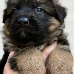 Rocky - Black and red male German Shepherd puppy in Johnstown, Ohio from Vom Haus Neufus