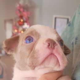 Boston Terriers from Ghislaine Rios's Boston Terriers