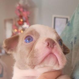 Boston Terriers from Ghislaine Rios's Boston Terriers