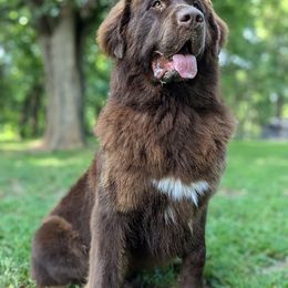 Osa - Newfoundland