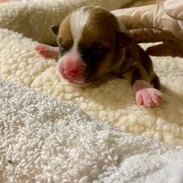 Lily - Fawn female Pembroke Welsh Corgi puppy in Grand Junction, Colorado from Mount Garfield Corgis