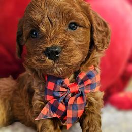 Cupid - Red male Cavapoo puppy in Marshfield, Missouri from Puppyloversplace