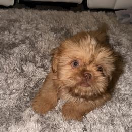 Boy 1 - Gold and white male Shih Tzu puppy in Azusa, California from RJ Shih Tzu lover