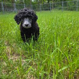 RTS Erawan - Silver male Poodle puppy in Oxford, New York from Rattle the Stars Standard Poodles