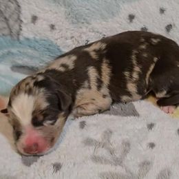 Australian Shepherd Puppies from Nicole Brinton