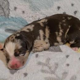 Australian Shepherd Puppies from Nicole Brinton