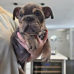 Toby - Blue tri-color male Bulldog puppy in Lake Stevens, Washington from Washington Bulldogs
