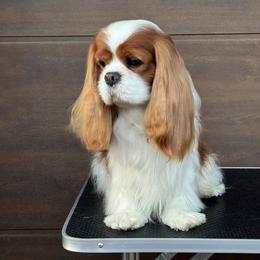 Pebbles - Cavalier King Charles Spaniel