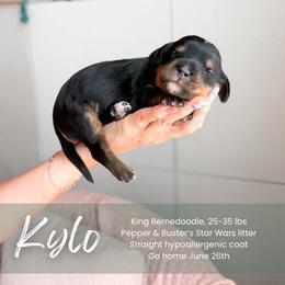 Kylo - Phantom male Bernedoodle puppy in South Jordan, Utah from Wonderful World Doodles