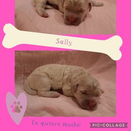 Goldendoodle Puppies from Daniel’s Doodles