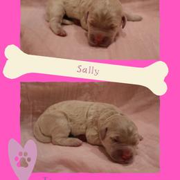 Goldendoodle Puppies from Daniel’s Doodles
