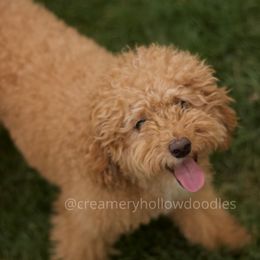 Sailor - Goldendoodle