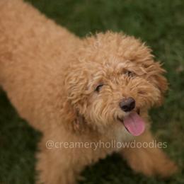 Sailor - Goldendoodle