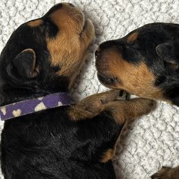 Airedale Terrier Puppies from Mystic’s Airedales