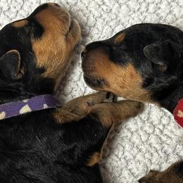 Airedale Terrier Puppies from Mystic’s Airedales