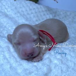 AKC Rocky (Red) - Cream male Dachshund puppy in Jena, Louisiana from Amy’s Mini Doxies