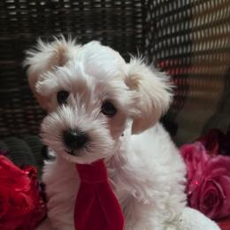 Green Collar Male - White male Miniature Schnauzer puppy in Sacramento, California from Hardcastle Family Schnauzer’s