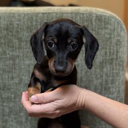Graycie Black and Tan girl - Black and tan female Dachshund puppy in Lakeland, Florida from Grazing Weeners