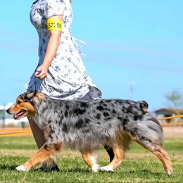 Milly - Australian Shepherd