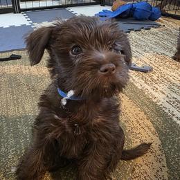 Bluey - Liver male Miniature Schnauzer puppy in Fredericksburg, Virginia from Jentz Family Schnauzers